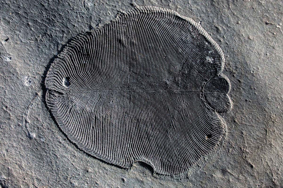 Ediacaran fossil