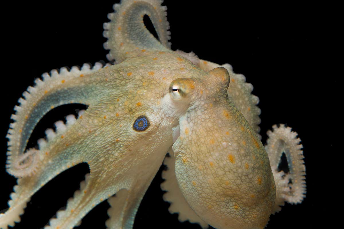 octopus