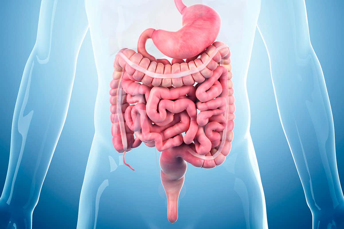 A picture of the gut