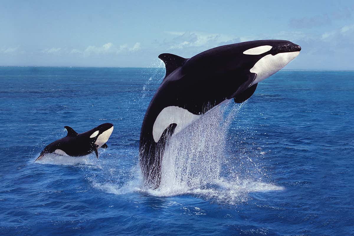 orcas