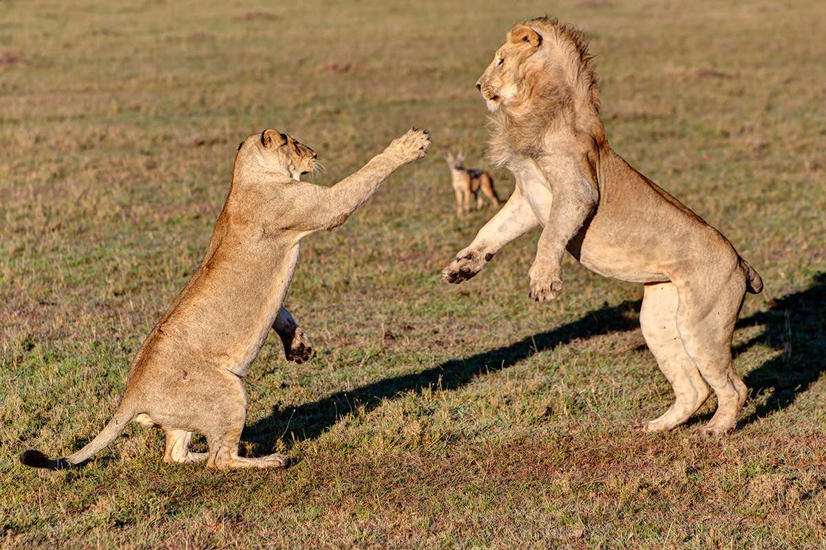 lions fighting