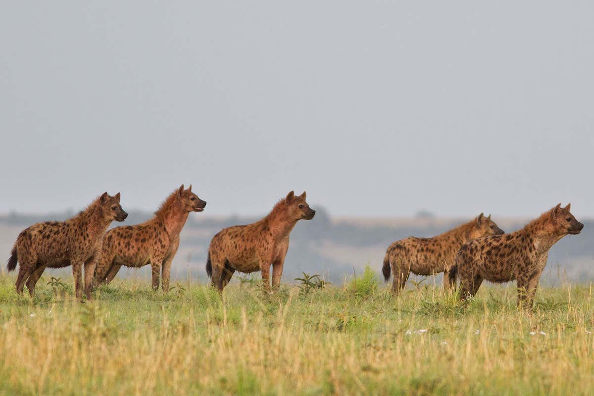 hyenas