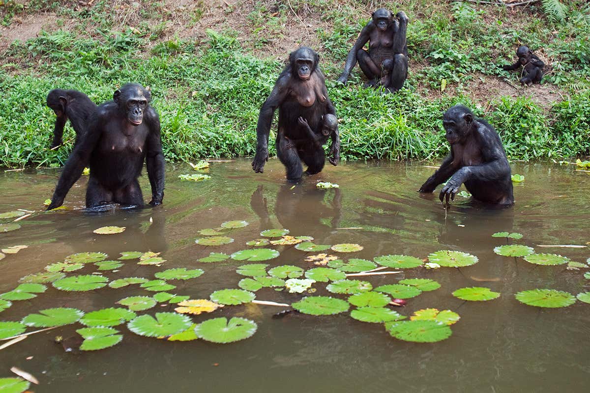 bonobos