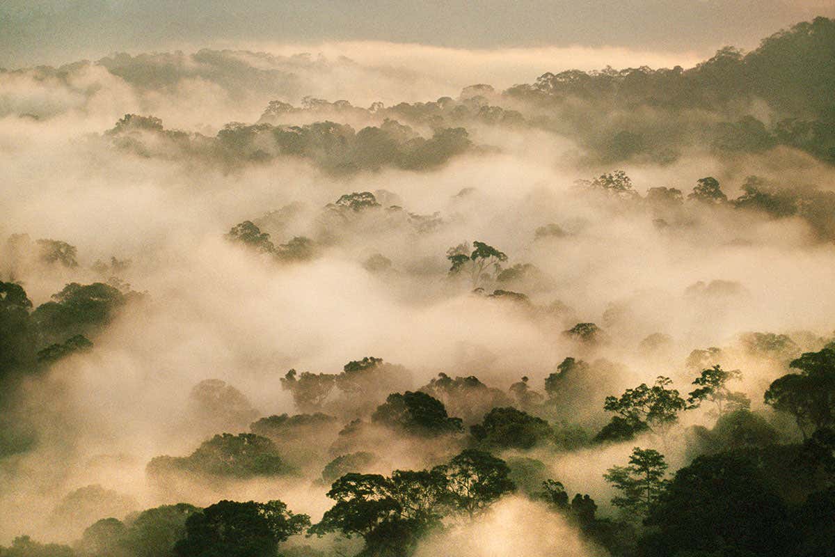 The Borneo rain forest