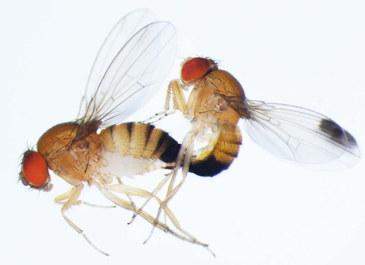 copulating flies