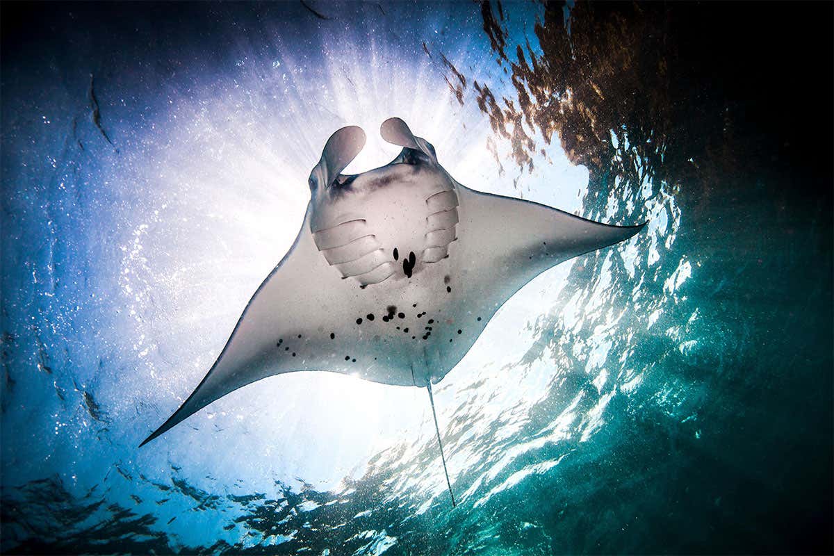 manta ray