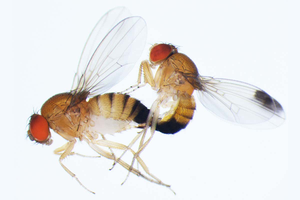 Female flies evolved serrated genitals that get in the way during sex