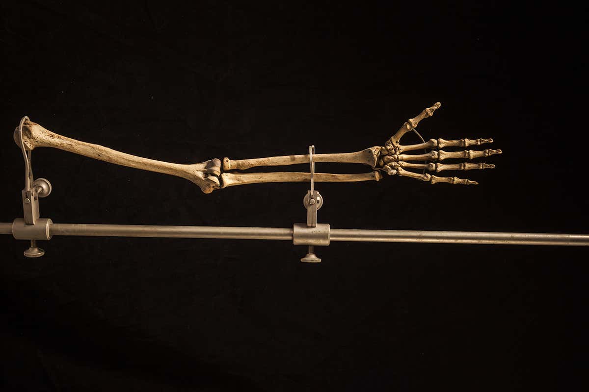 An adult female Neanderthal hand and arm from the left side.