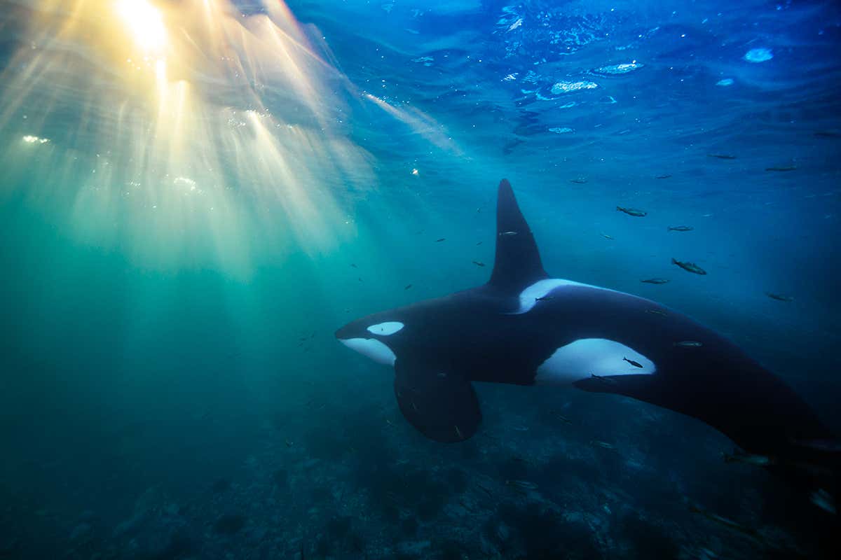 orca