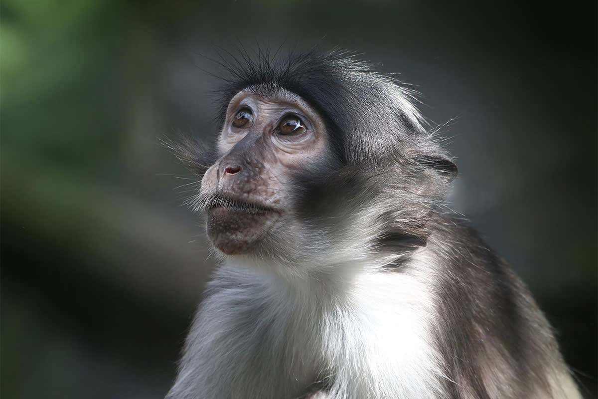 Mangabey monkey