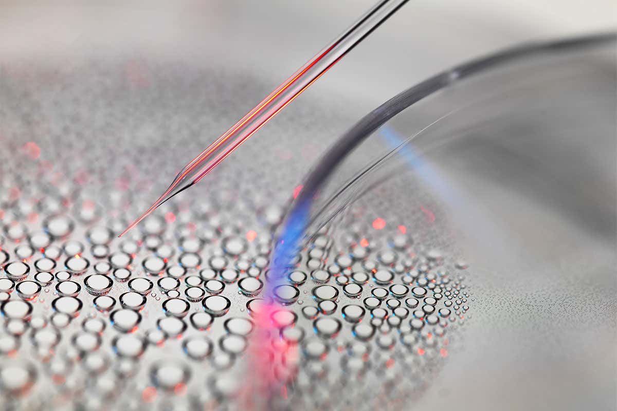 Close-up of the tip of a syringe in a petri dish