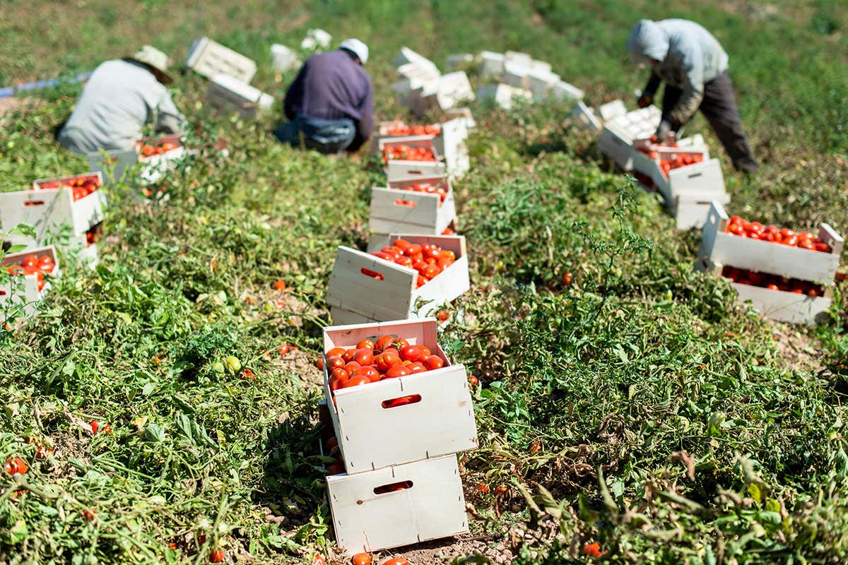 tomatoes being harvested