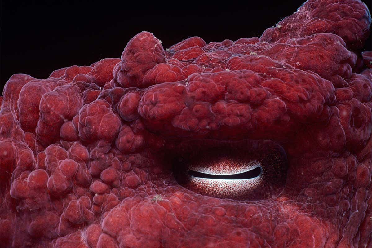 Find out how outrageously weird octopuses are – take our quiz
