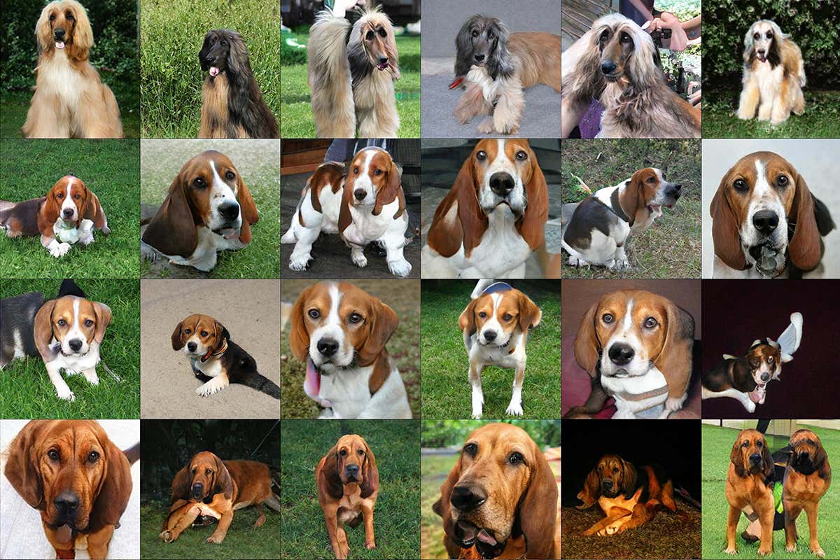 A selection of AI generated dogs