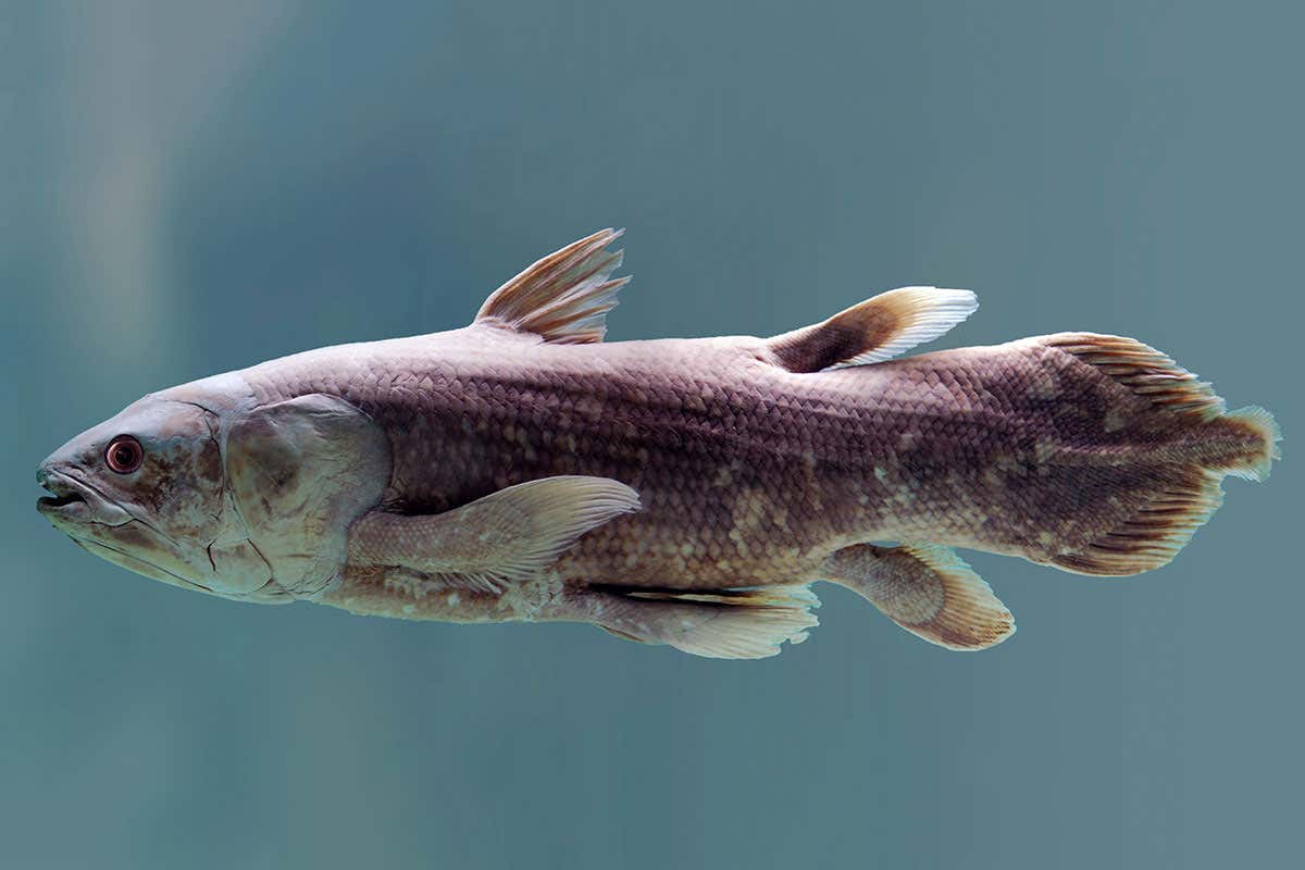 coelacanth