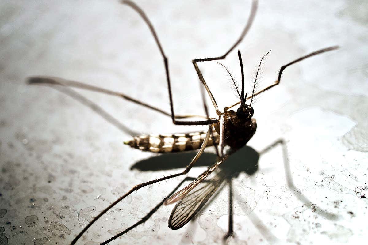 Dead mosquito