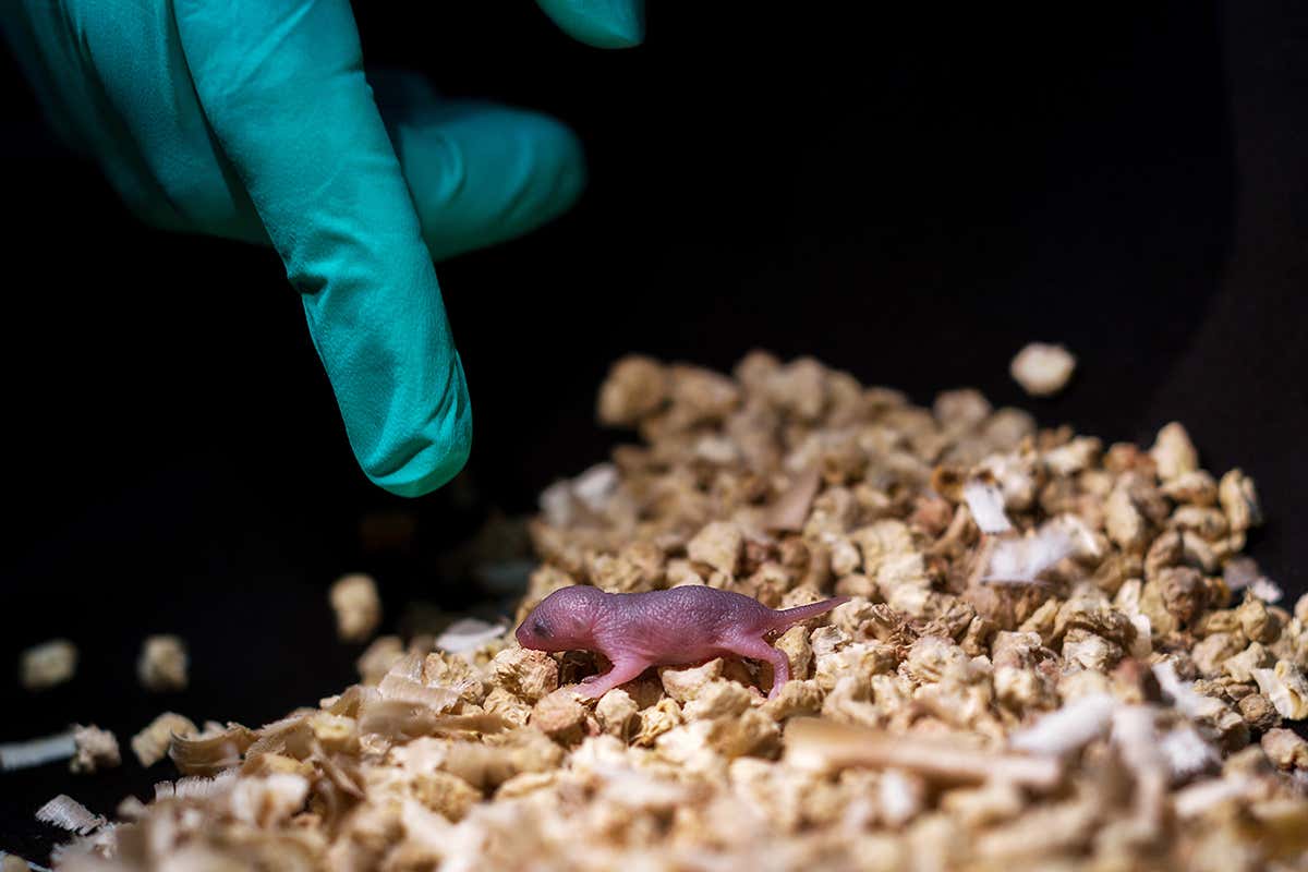 A mouse with two genetic fathers