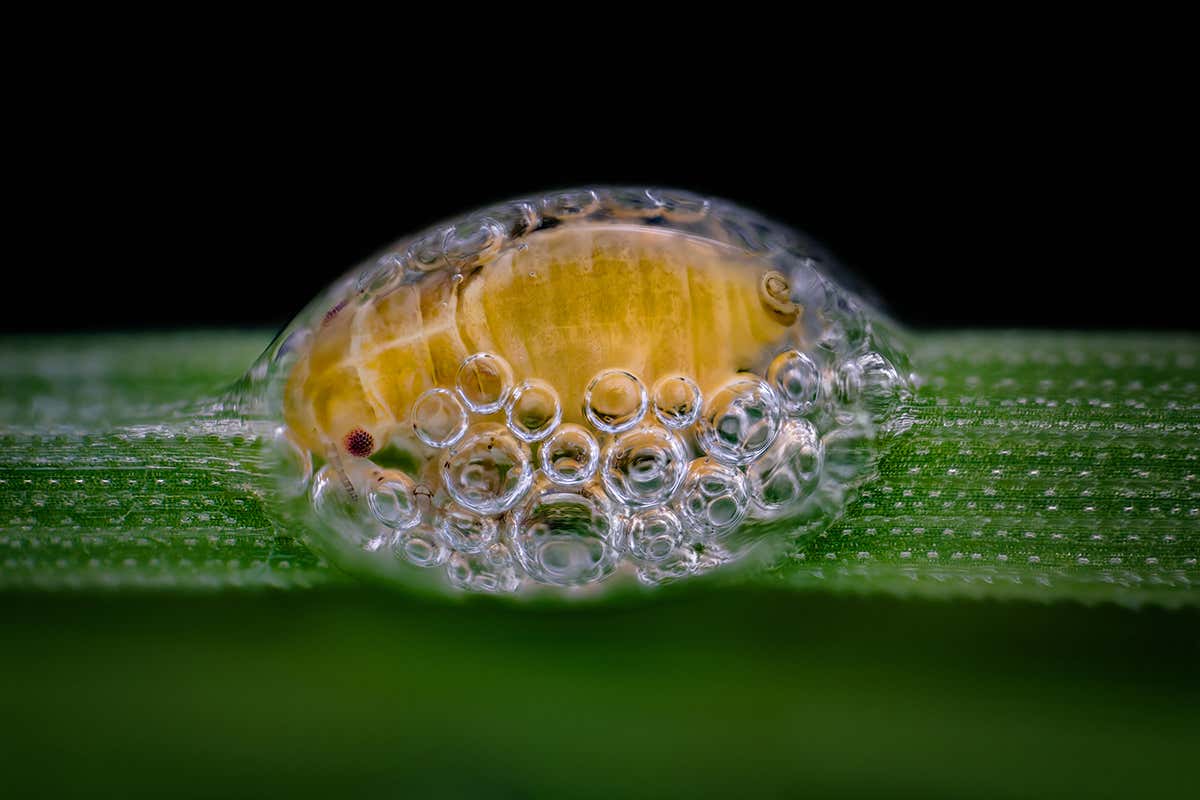 Spittlebug nymph in its bubble house