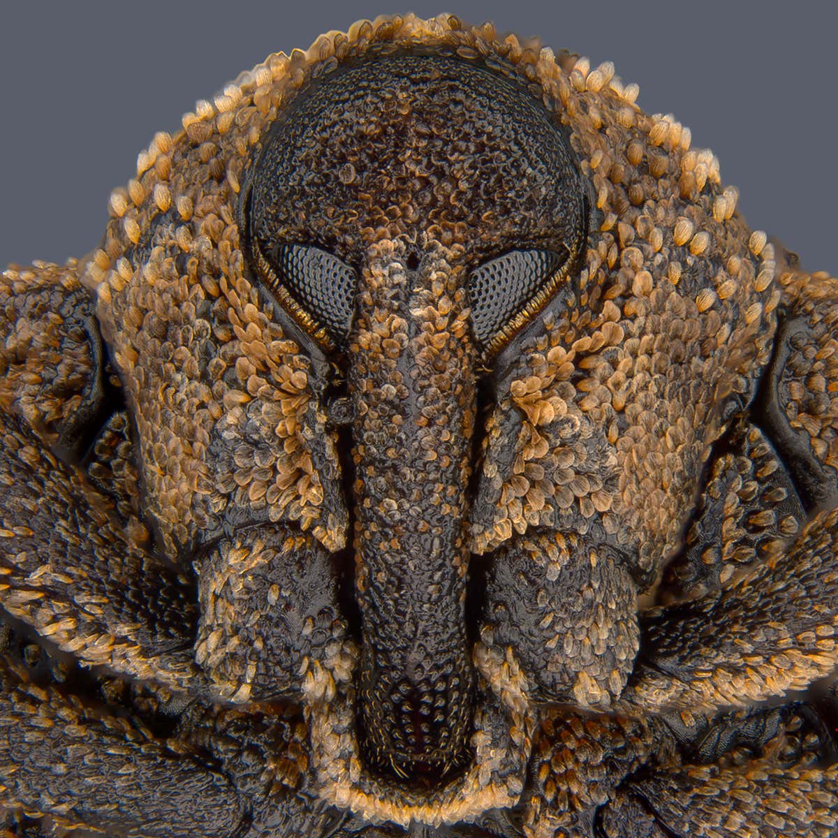 The mango seed weevil