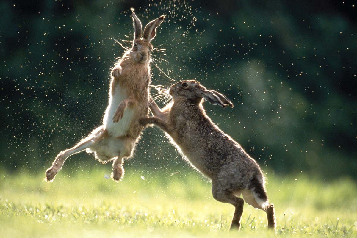 Female brown hares 