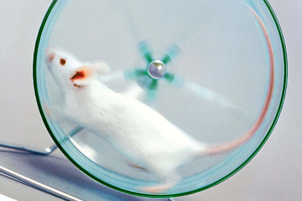 mouse in exercise wheel
