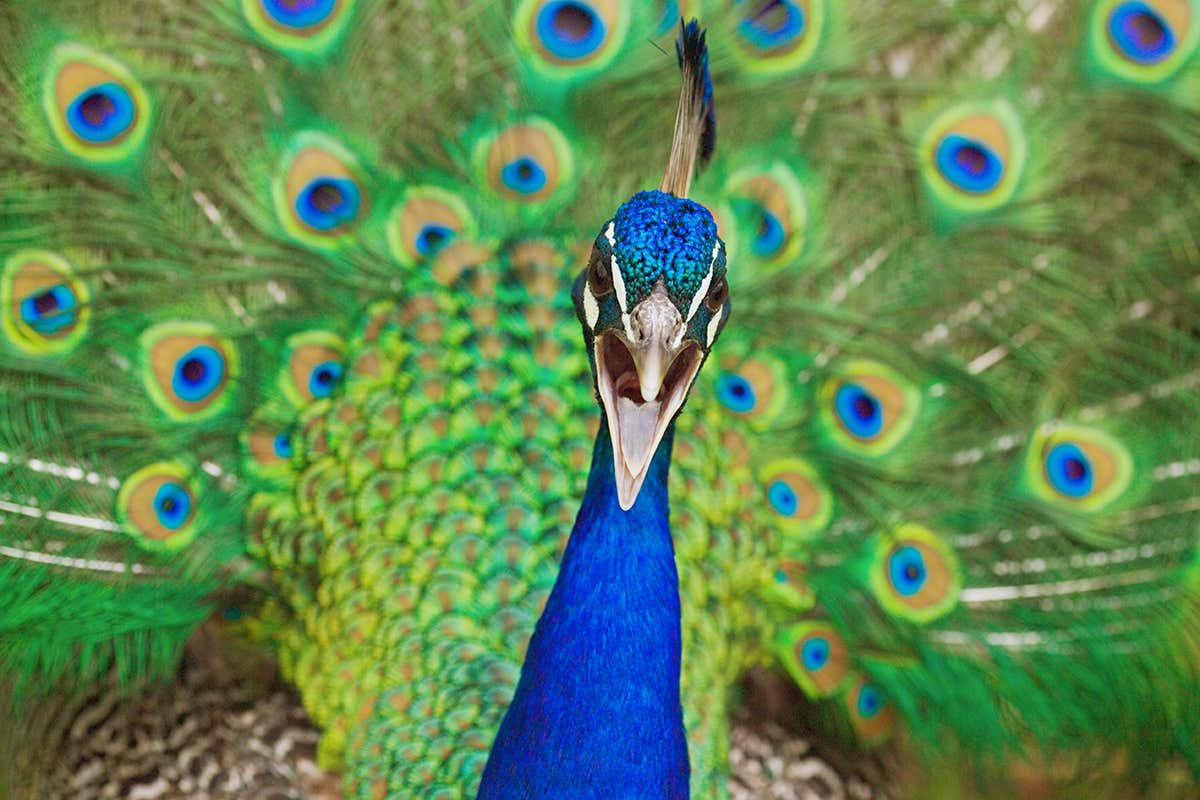 A male peacock