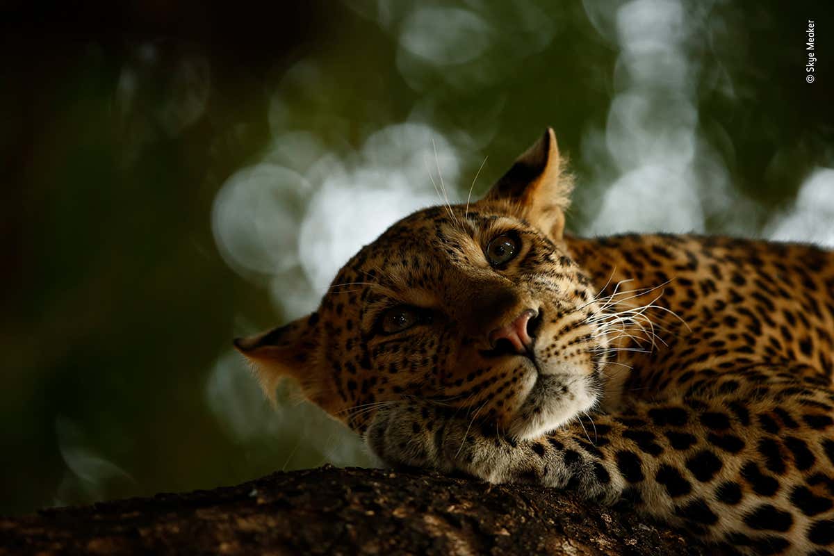 "Lounging Leopard"