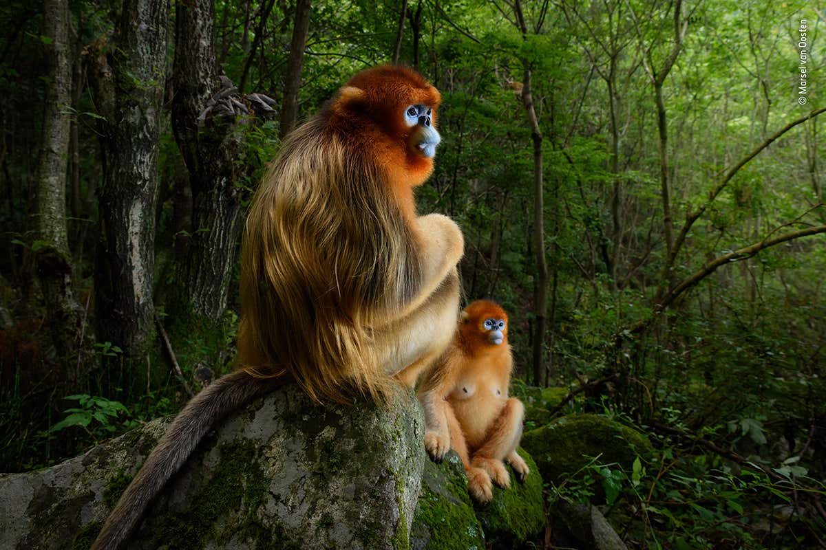 Golden snub-nosed monkeys