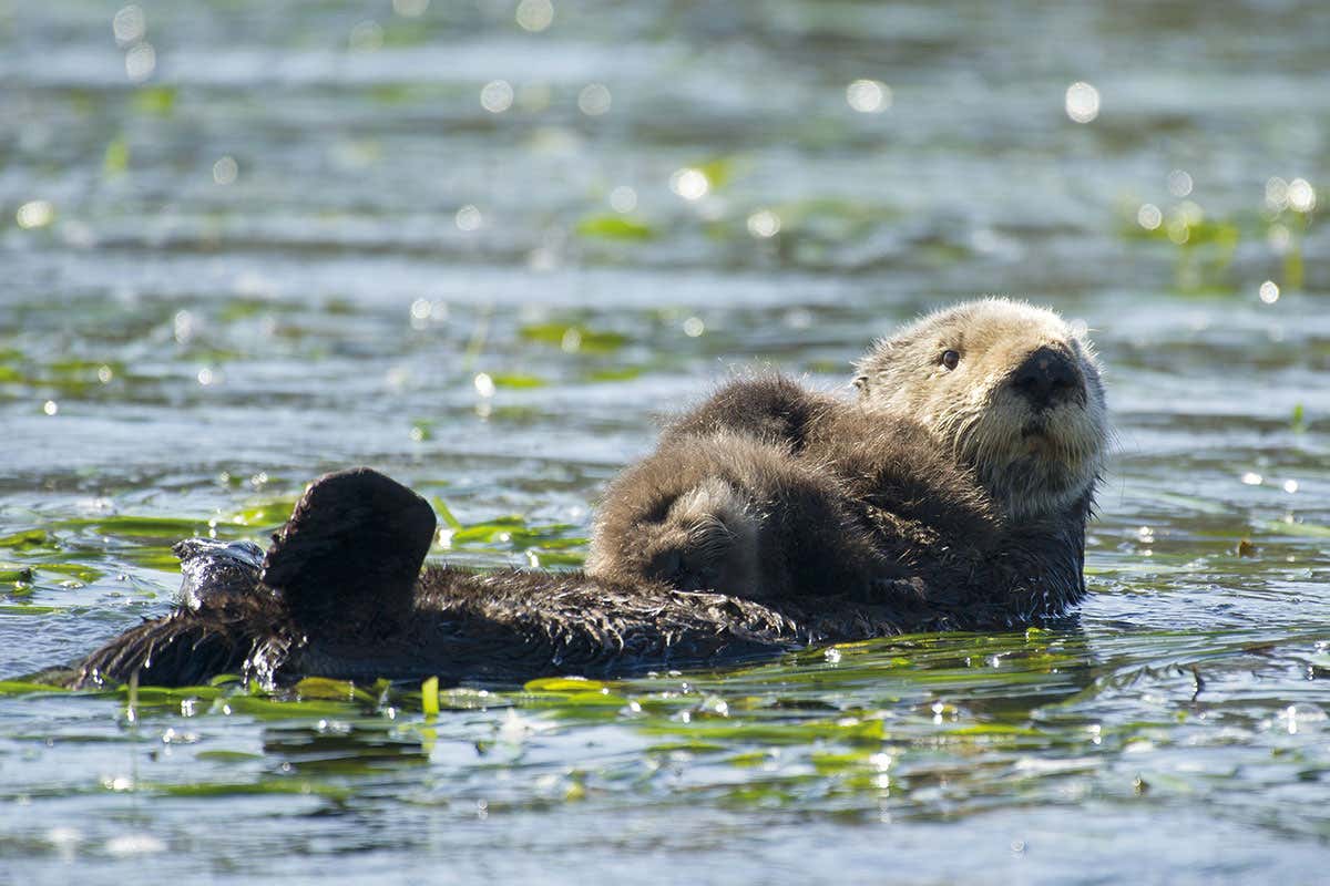 sea otter