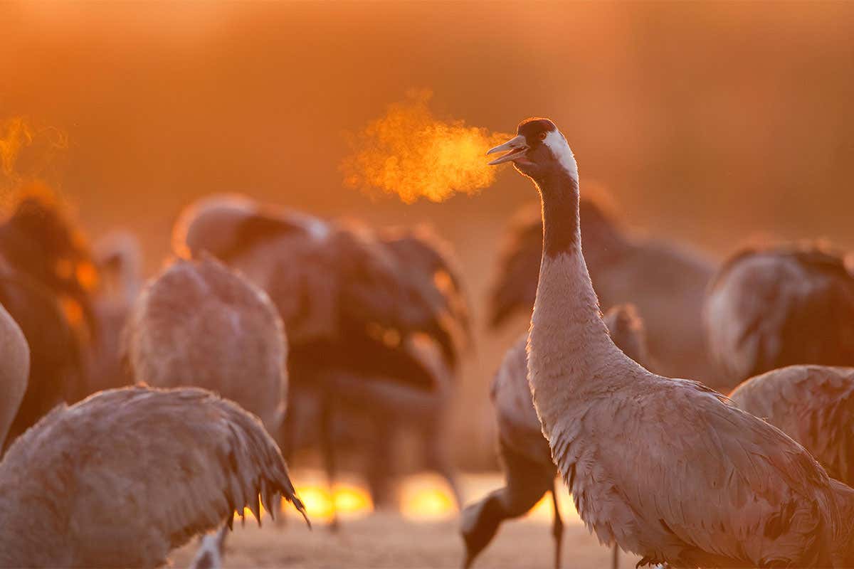 Eurasian cranes