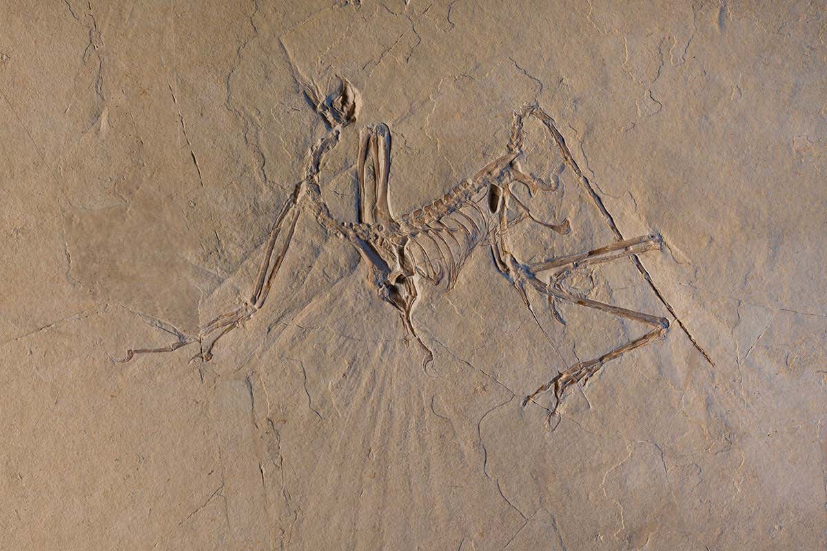 Archaeopteryx