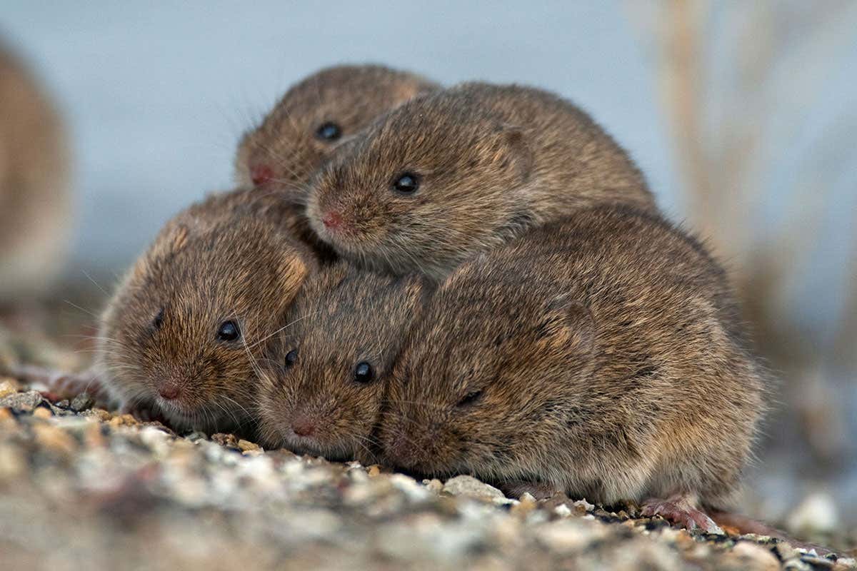 voles huddling together