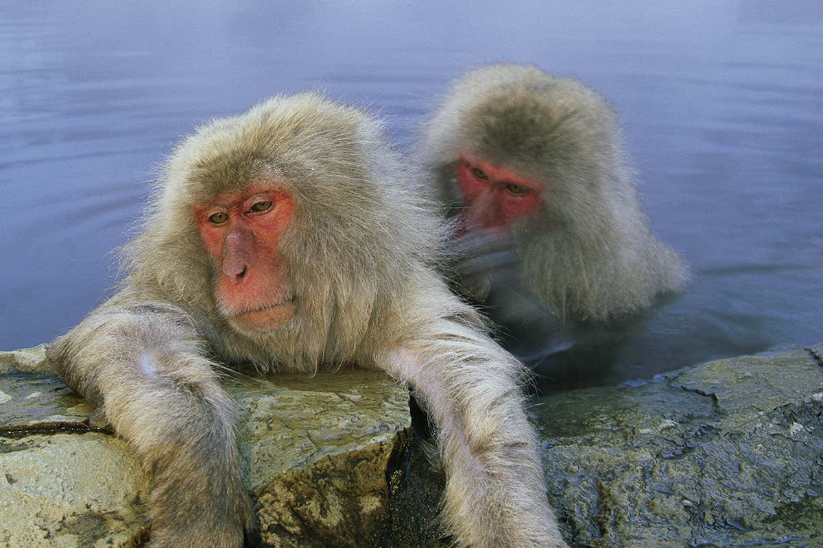 macaques