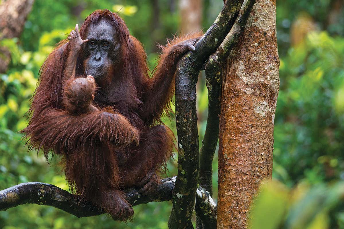 Orangutan mother and infant