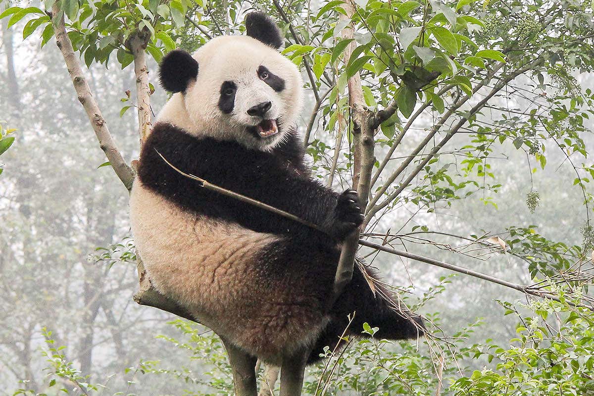 Giant panda
