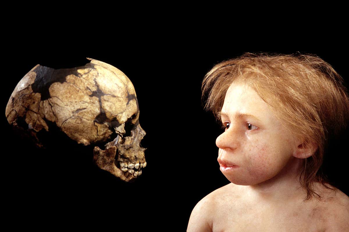 A Neanderthal child's skull and an illustration