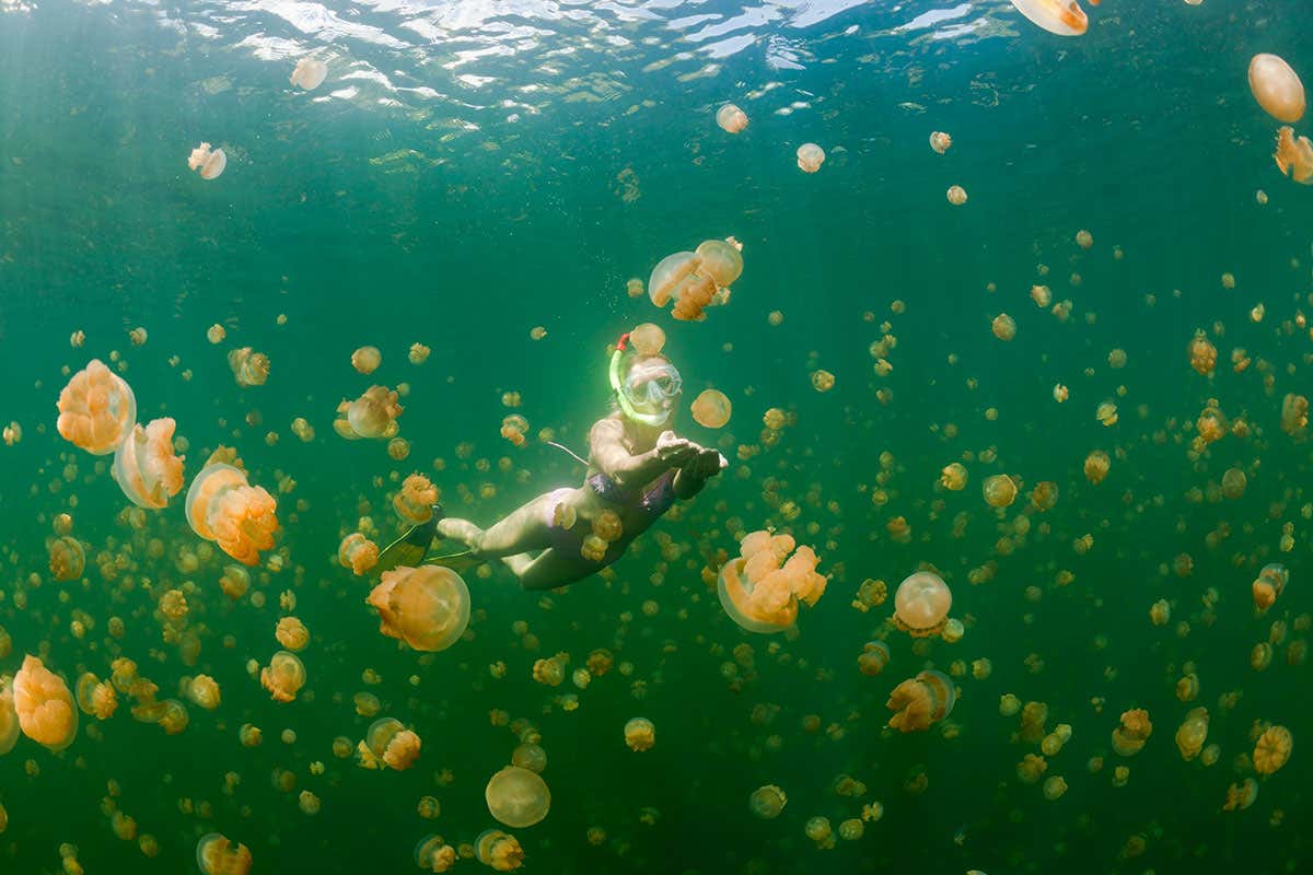 A person swimming in a reef