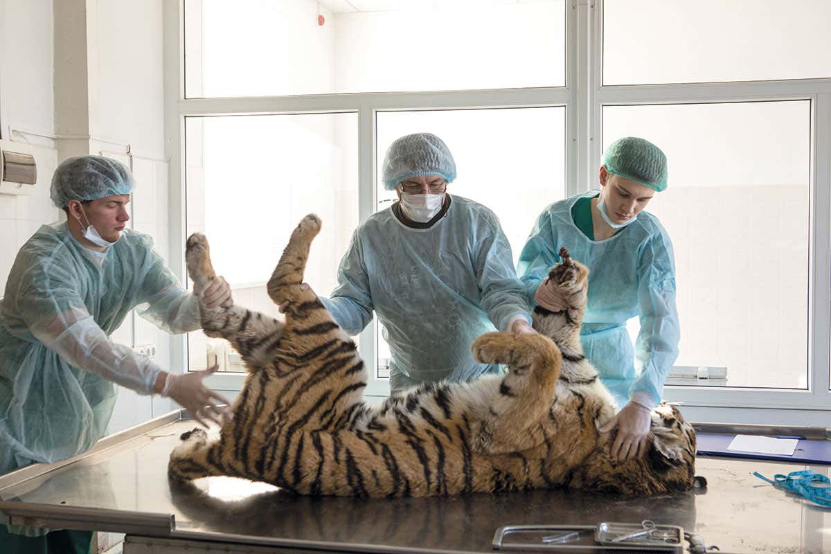 tiger in lab