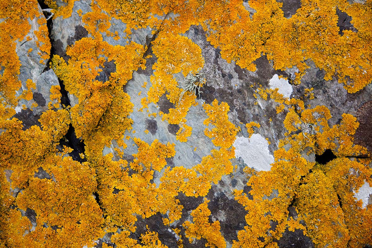 lichen on rock