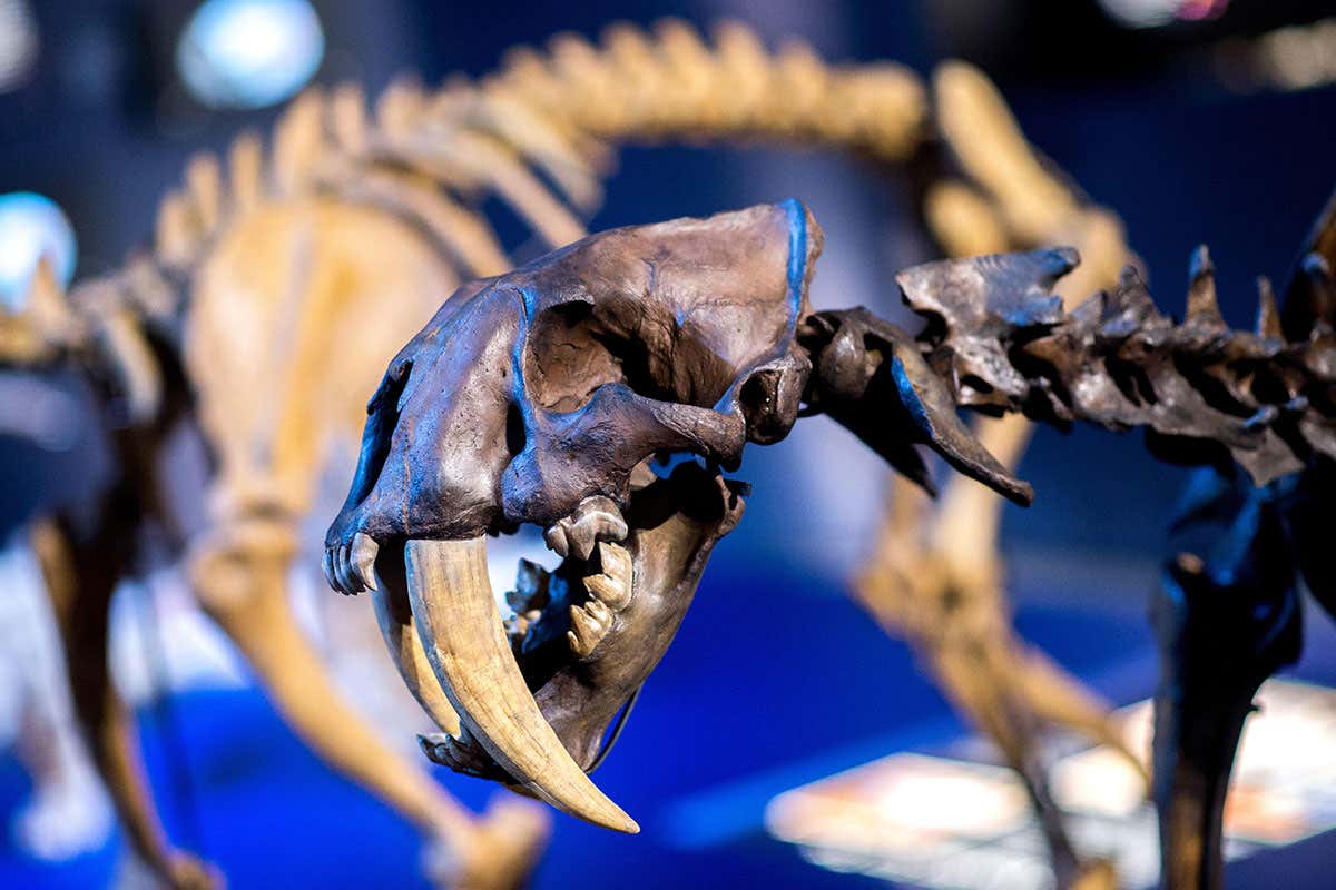 Smilodon's teeth were impressive but injury-prone