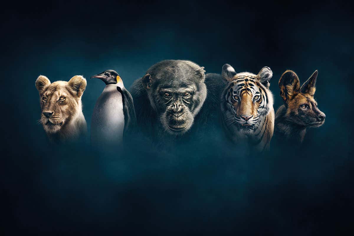 Dynasties review: Attenborough’s latest special focuses on real drama