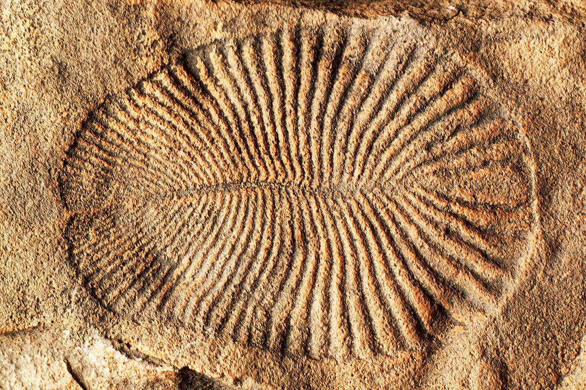 A fossil of Dickensonia
