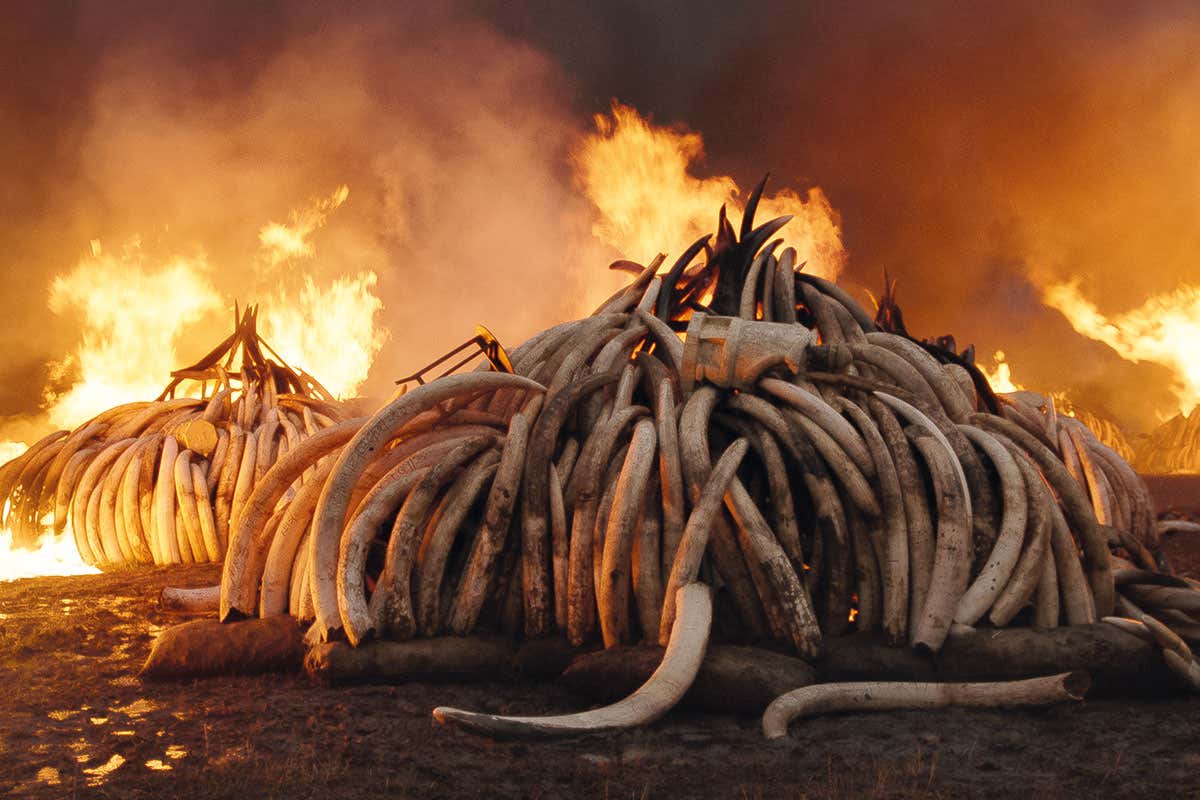 burning tusks