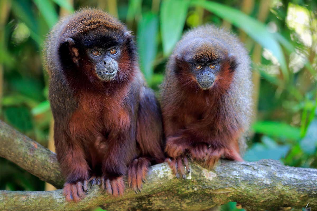 Titi monkeys