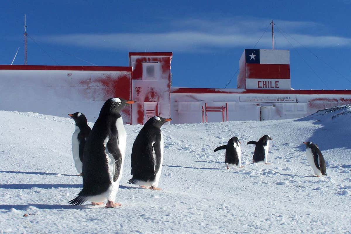 penguins near research base
