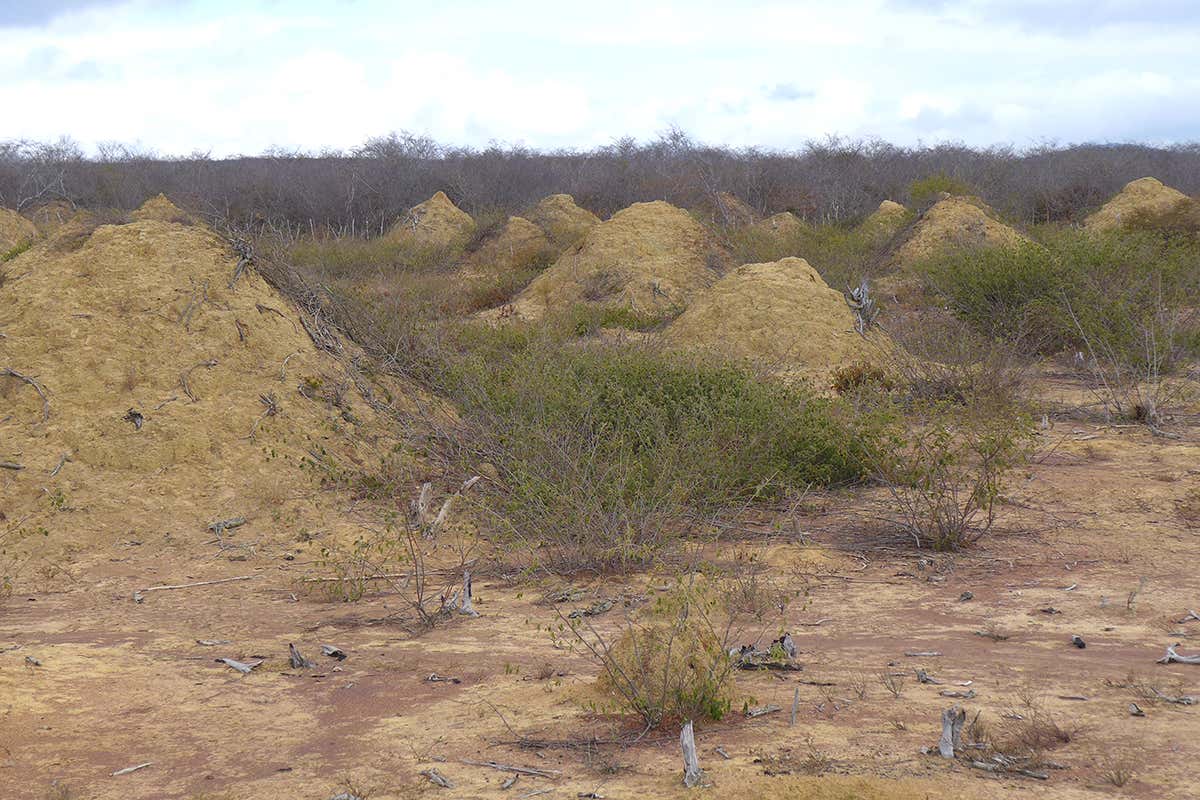 termite mounds