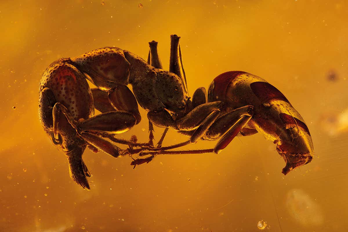 ant in amber