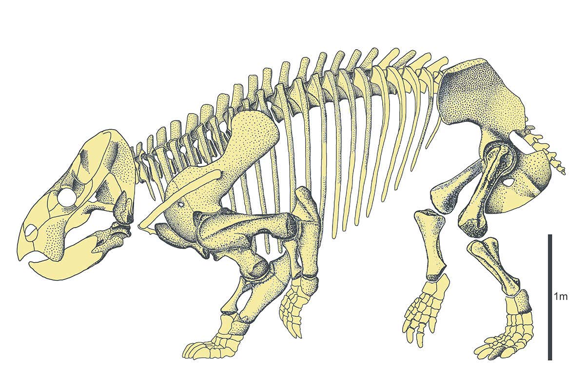 Lisowicia bojani skeleton