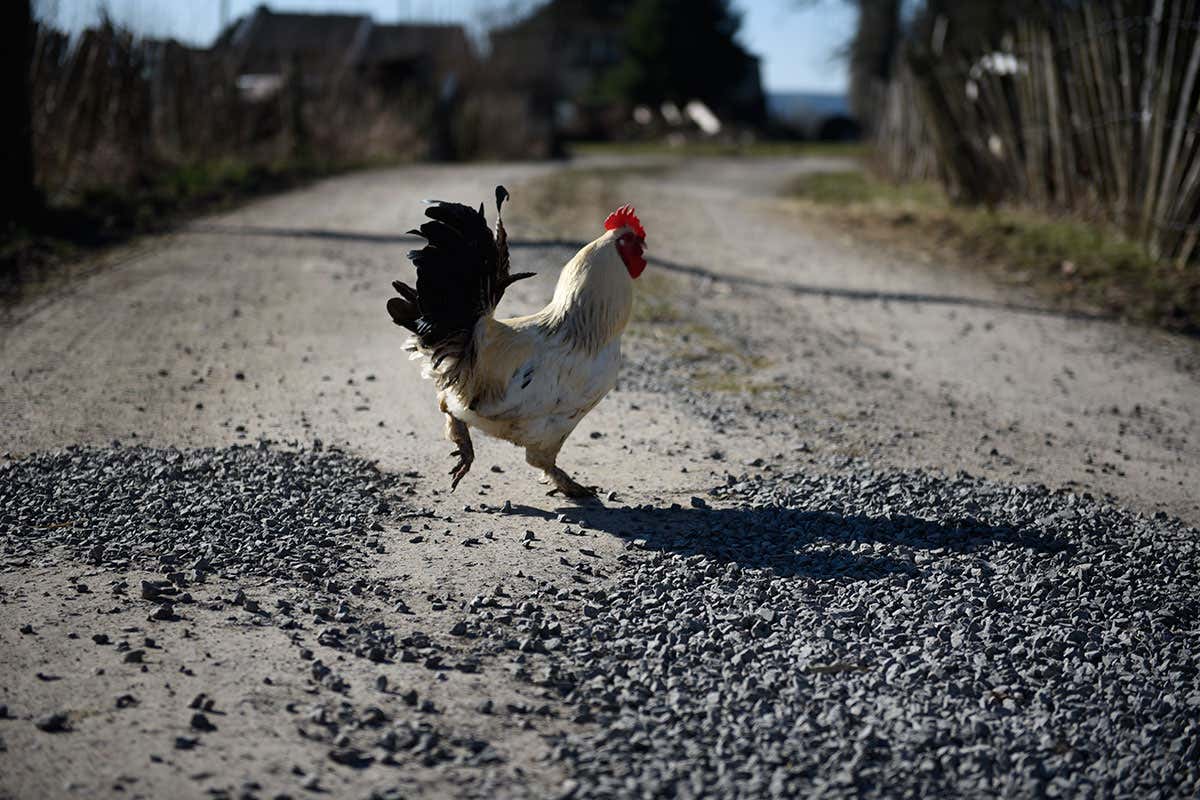 A chicken crosses the road