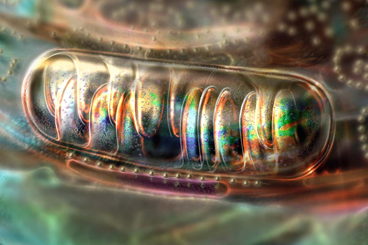 Mitochondria in a cell